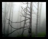 misty.webp
