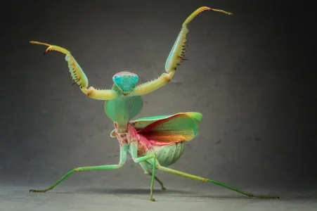 praying-mantis_1886764i.webp