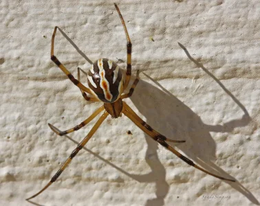 MALE_BLACK_WIDOW_by_Sandy33311.webp
