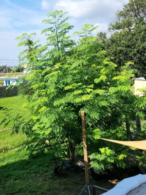 Resized_20240811_101735.webp