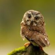 owl