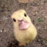 Thekakapo