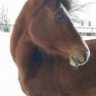 aureliusandoinky