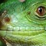 Zen Lizard
