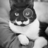 The Cat In The Hat