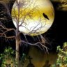 brightmoon