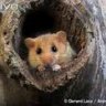Dormouse31