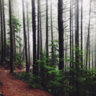 ForestPath