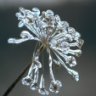 Lumi Spitsbergen