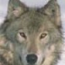 Canis lupus