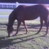 Pegasuswh