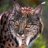 Lynx