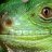 Zen Lizard
