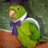 Parrot