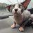 Sphynx
