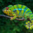 Freaky Chameleon