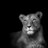 CanadianLioness
