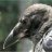 Crow