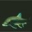 Salvelinus