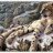 SnowLeopard
