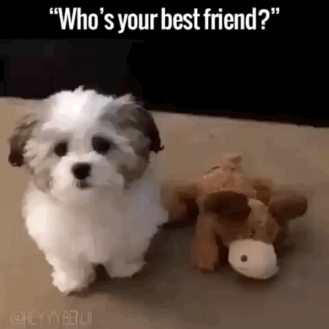 giphy.gif