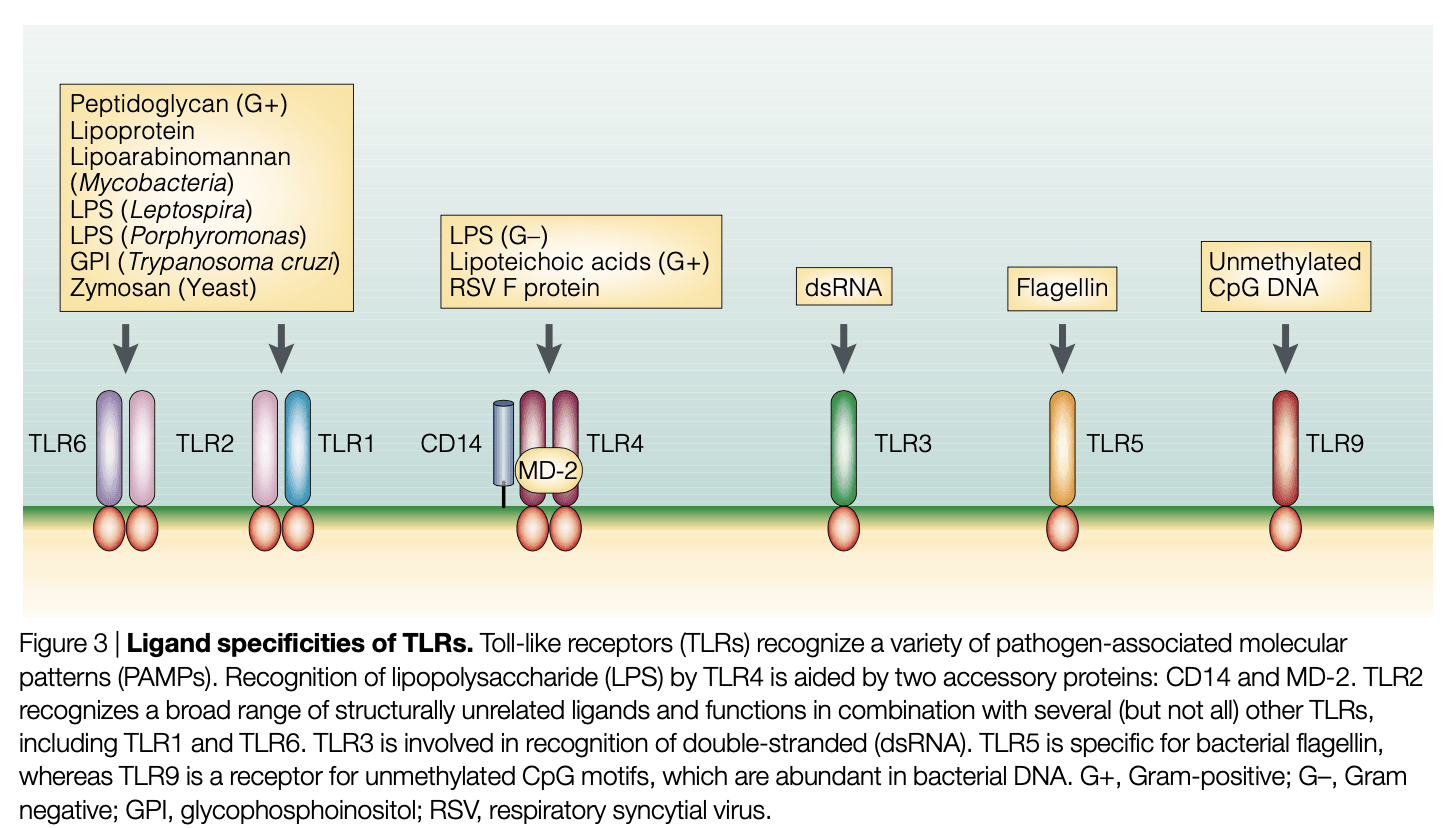 tlr_receptor.png