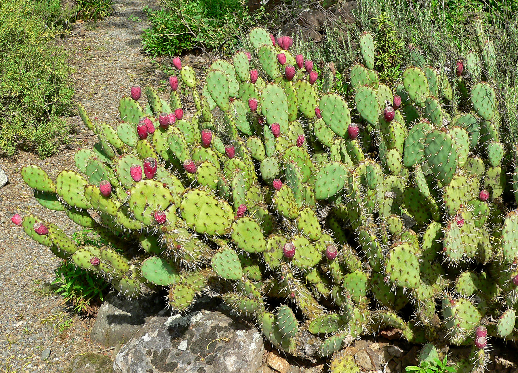 Opuntia_littoralis_var_vaseyi_4.jpg