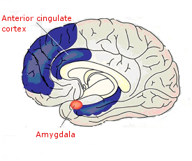 brain_chart_final_2.jpg