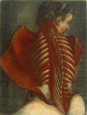 gautierdagoty_anatomyofawomansspine.jpg