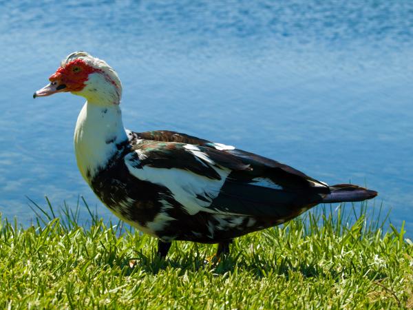 muscovy-ducks-are-butt-ugly-allan-hughes.jpg