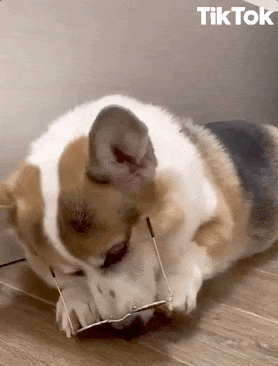 giphy.gif