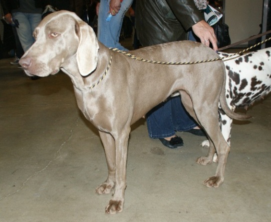 Weimaraner_aka_Grey_Ghost.JPG