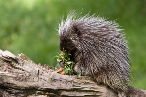 Porcupine.jpg