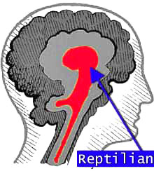 brain11.jpg