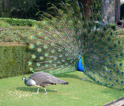 peacock.jpg