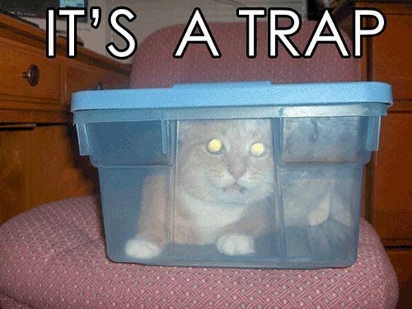 its_a_trap_cat.jpg