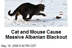 cat-and-mouse-cause-massive-albanian-blackout.jpeg
