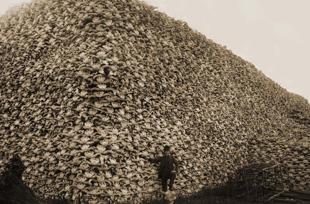 the-bison-extermination-19th-century-america-v0-o5novizq3uxc1.jpeg